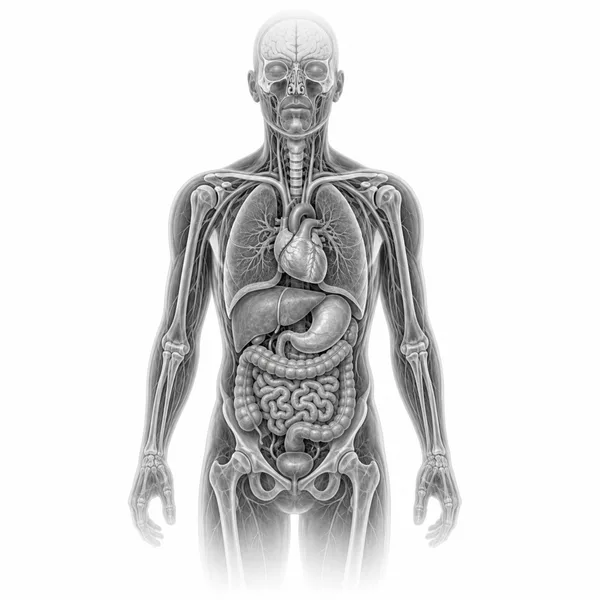 Anatomische Illustration: Ganzkörper-MRT (Vorsorge)