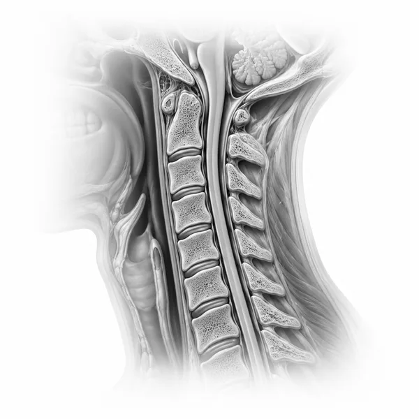 Anatomische Illustration: Halswirbelsäule (HWS)